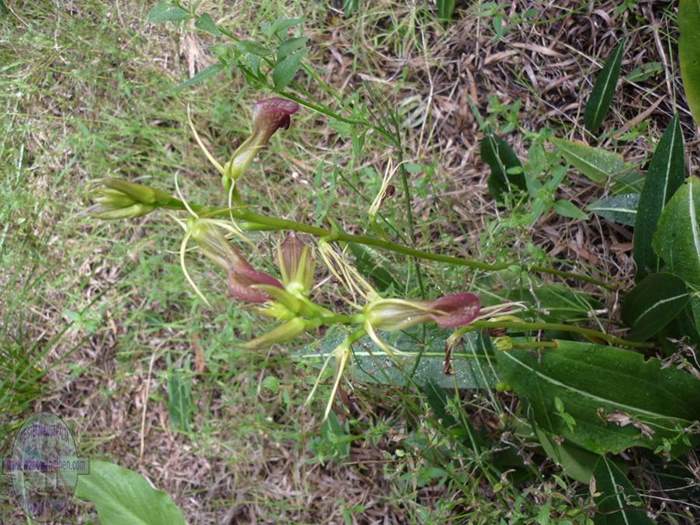 cryptostylis-ovata-slipper-orchid-004.JPG