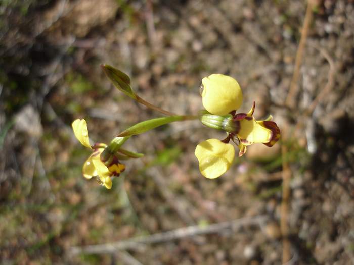 diuris-bee-orchid-001.JPG