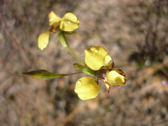 diuris-bee-orchid-002.JPG