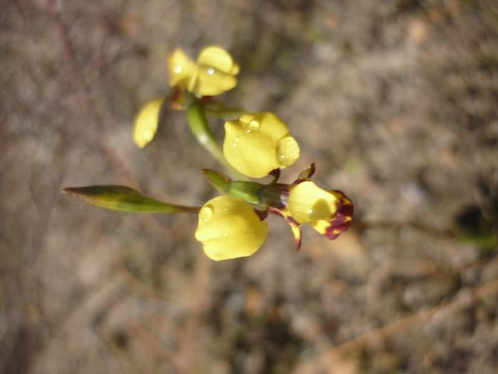 diuris-bee-orchid-003.JPG