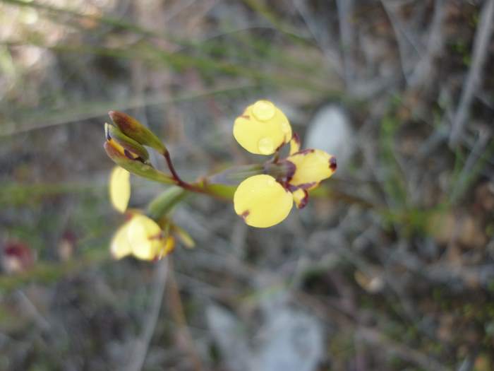 diuris-bee-orchid-004.JPG