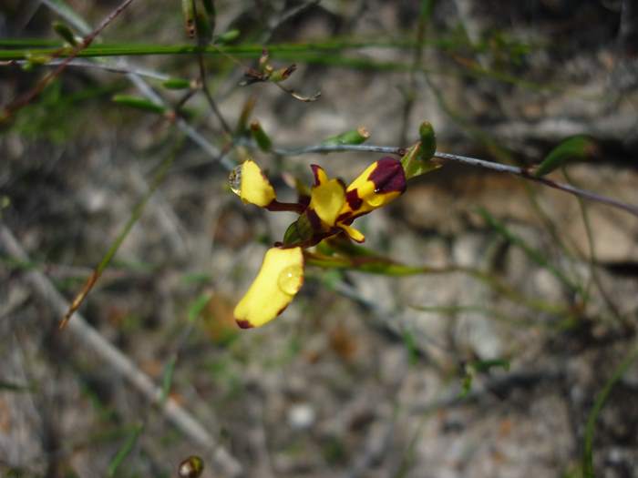 diuris-bee-orchid-005.JPG