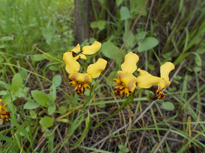 diuris-donkey-orchid-.JPG