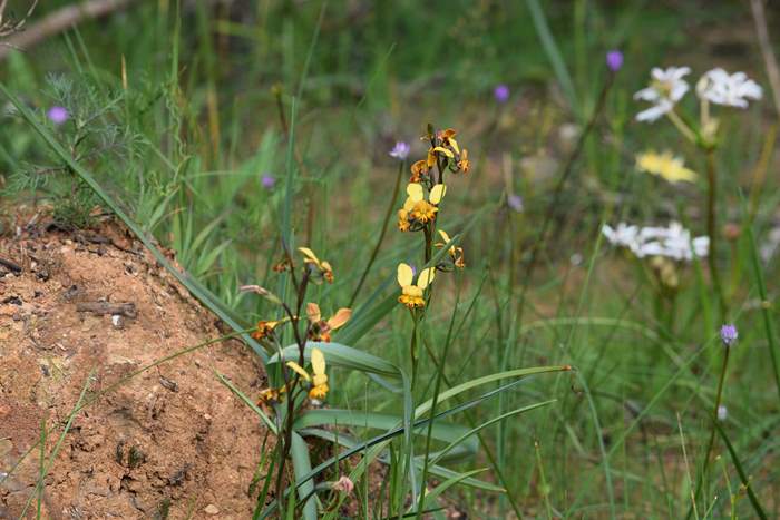 diuris-donkey-orchid-Sep-2017-0001.JPG