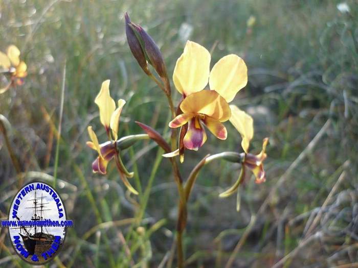 diurus_corymbosa_common_donkey_orchid_001.JPG