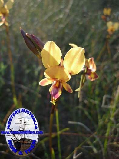 diurus_corymbosa_common_donkey_orchid_002.JPG